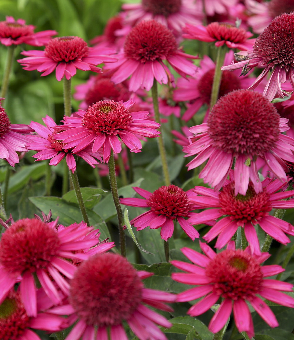 Echinacea purpurea 'Delicious Candy'